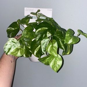 Faux plant hangs on wall